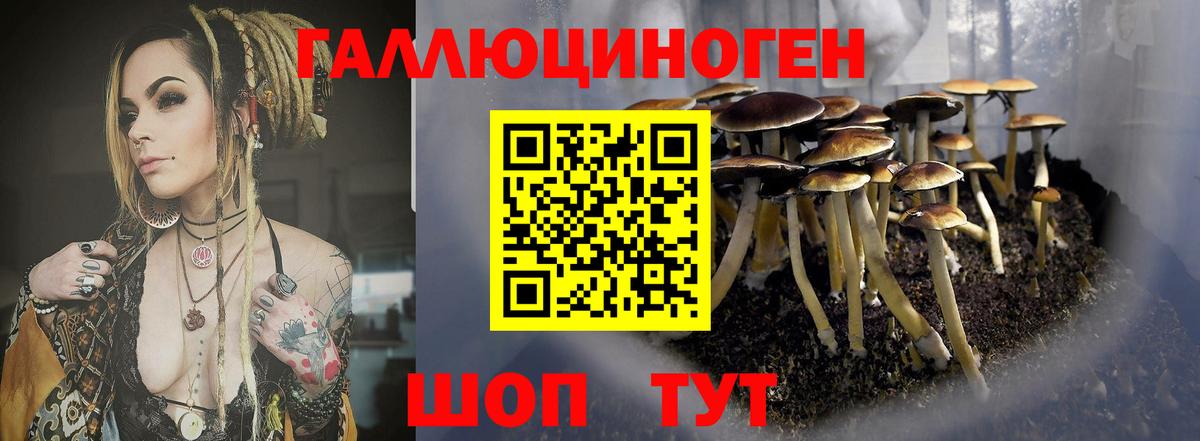 Псилоцибиновые грибы Psilocybe Дятьково
